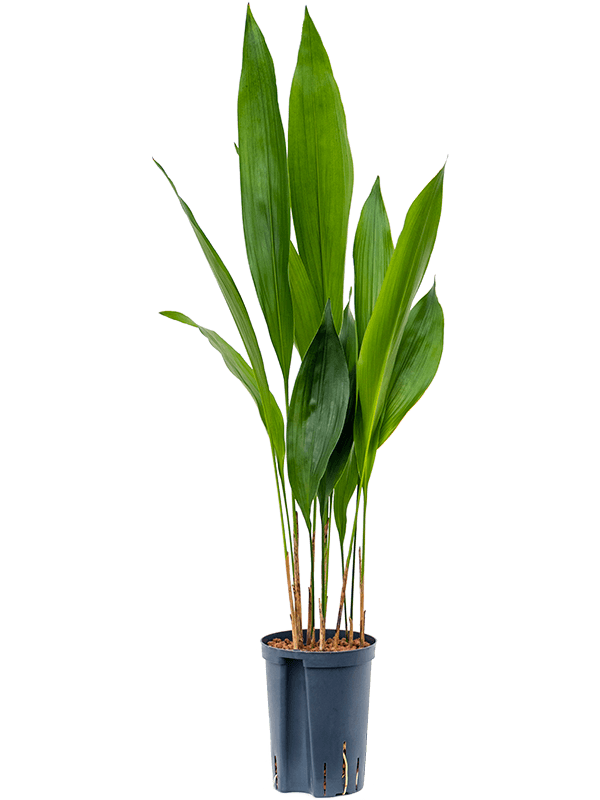 Shade-loving Cast Iron Plant Aspidistra elatior Indoor House Plants