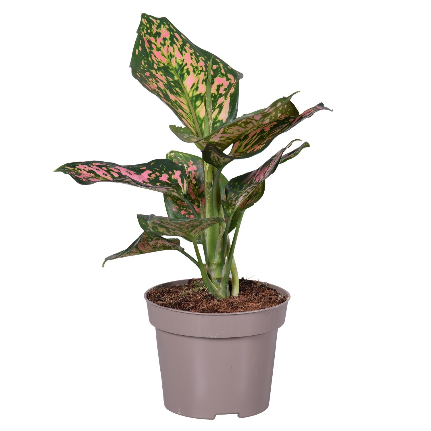 Shade-loving Chinese Evergreen Aglaonema Stripe Indoor House Plants