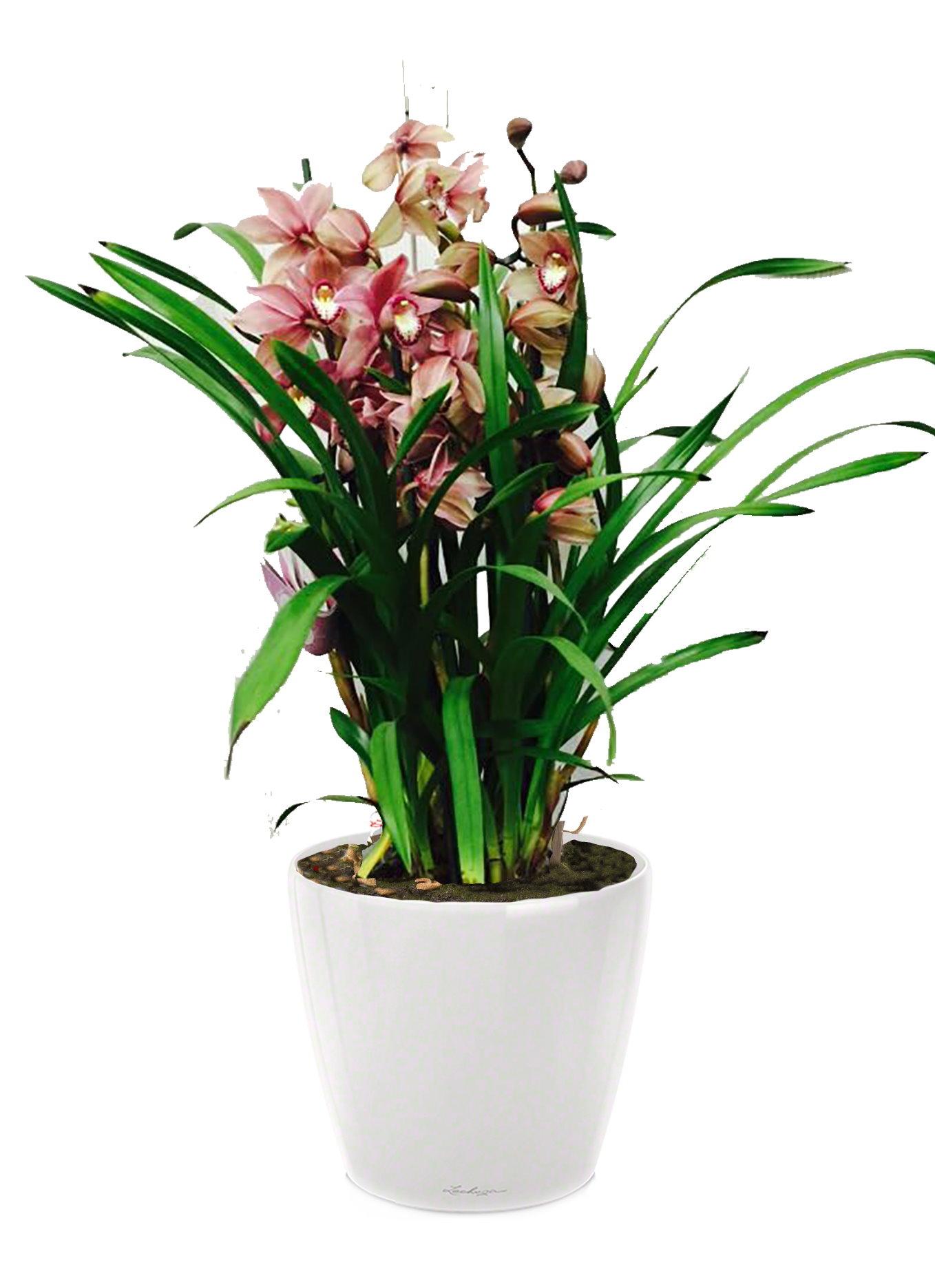 Blooming Cymbidium Orchid in LECHUZA CLASSICO LS Self-watering Planter, Total Height 80 cm