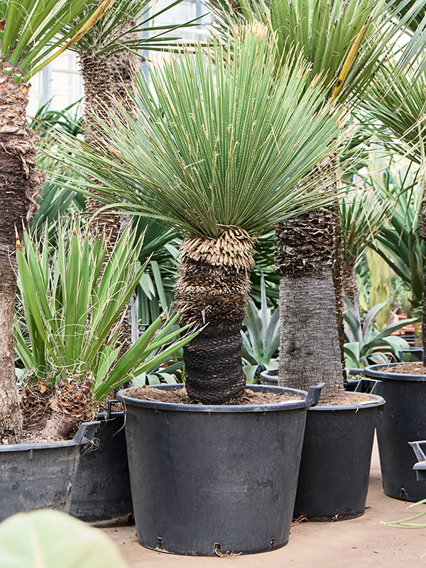 Easy-Care Deset Spoon Dasylirion serratifolium Indoor House Plants