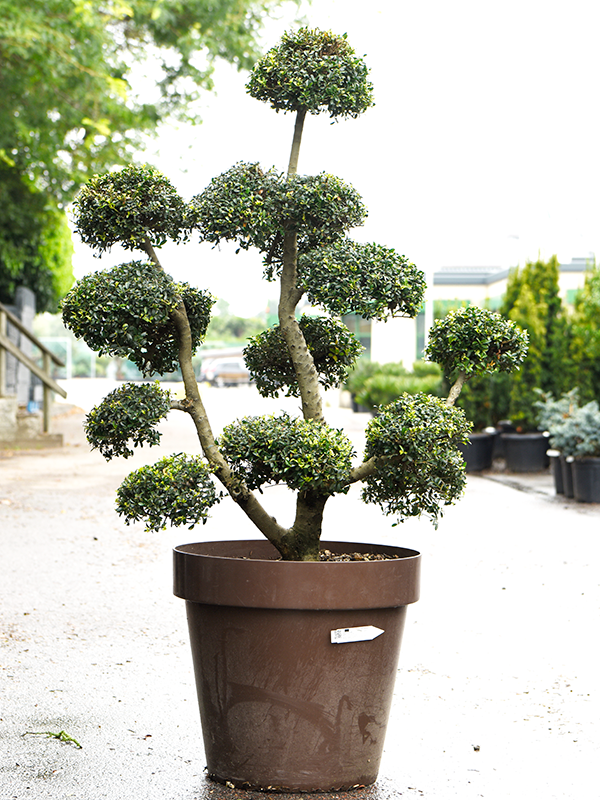 Cute Japanese Holly Ilex crenata 'Kinme' (180-200) Outdoor Plants