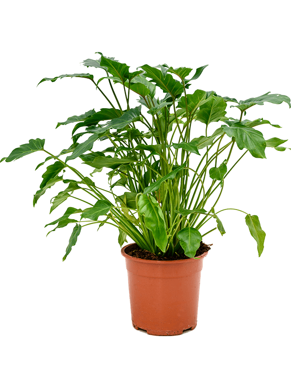Lush Heart-Leaf Philodendron 'Xanadu' Indoor House Plants