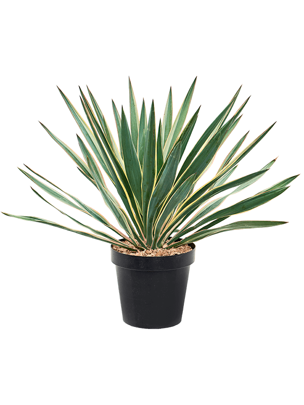 Photogenic Mound Lily Yucca gloriosa 'Variegata' Indoor House Plants