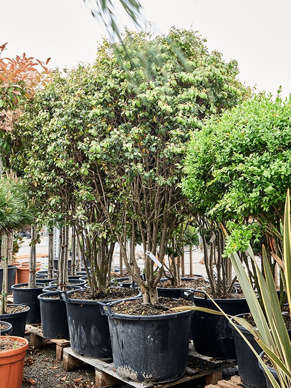 Lush Chinese Fringe Flower Loropetalum chinense (190-230) Indoor House Plants