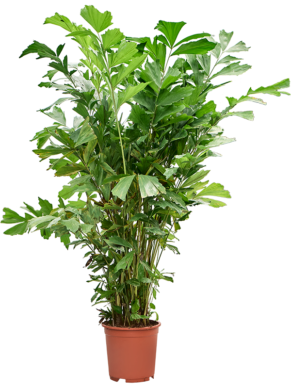 Lush Fishtail Palm Caryota mitis Indoor House Plants