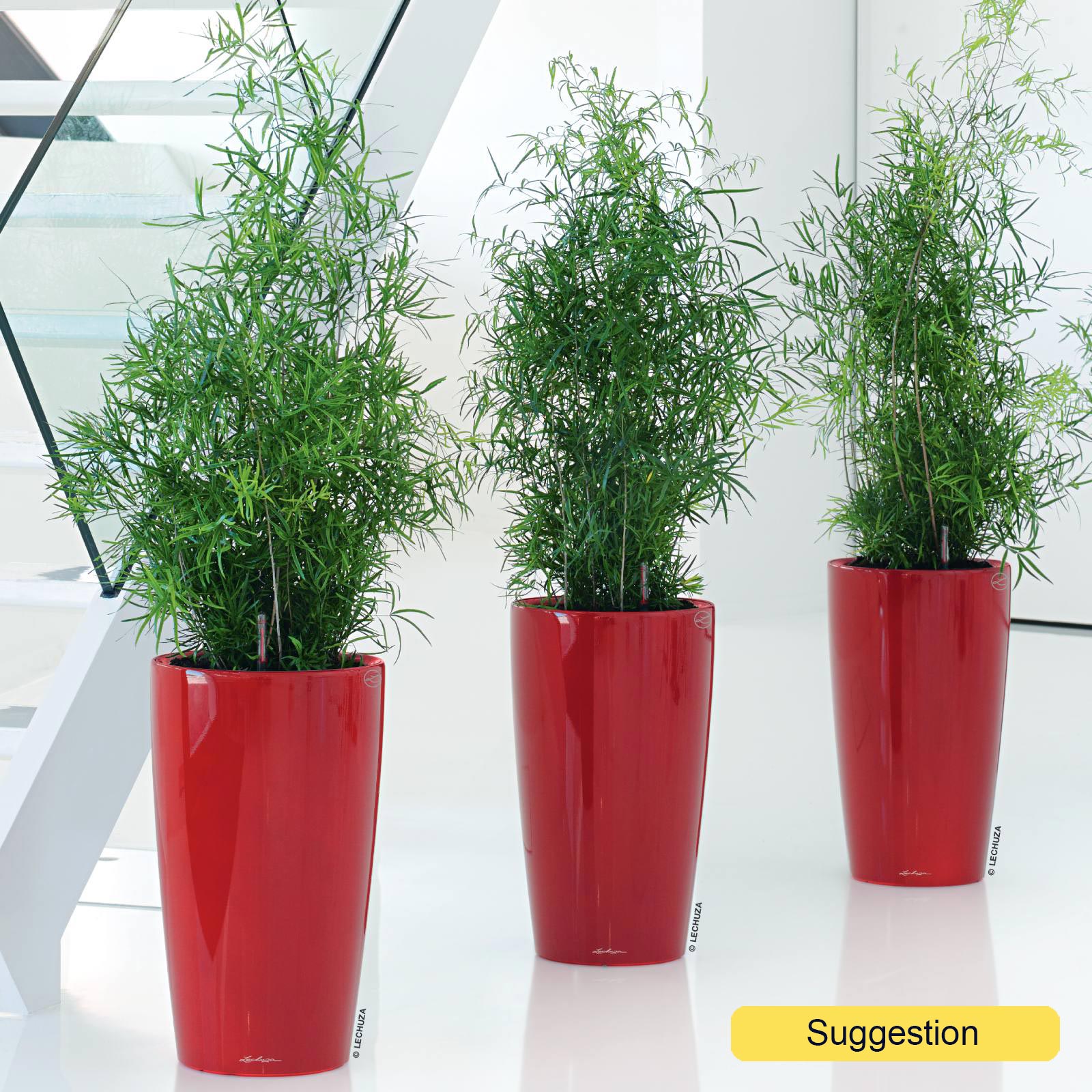 Lush Sicklethorn Asparagus falcatus Indoor House Plants