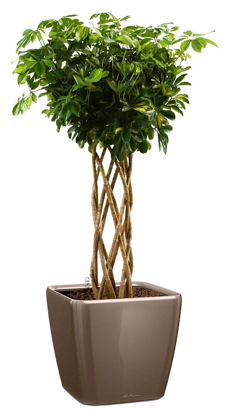 Schefflera Arboricola Gold Capella in LECHUZA QUADRO LS 43 Self-watering Planter, Total Height 180 c