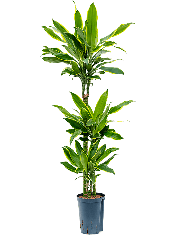 Insta-friendly Corn Plant Dracaena fragrans 'Golden Coast' Tall Indoor House Plants Trees