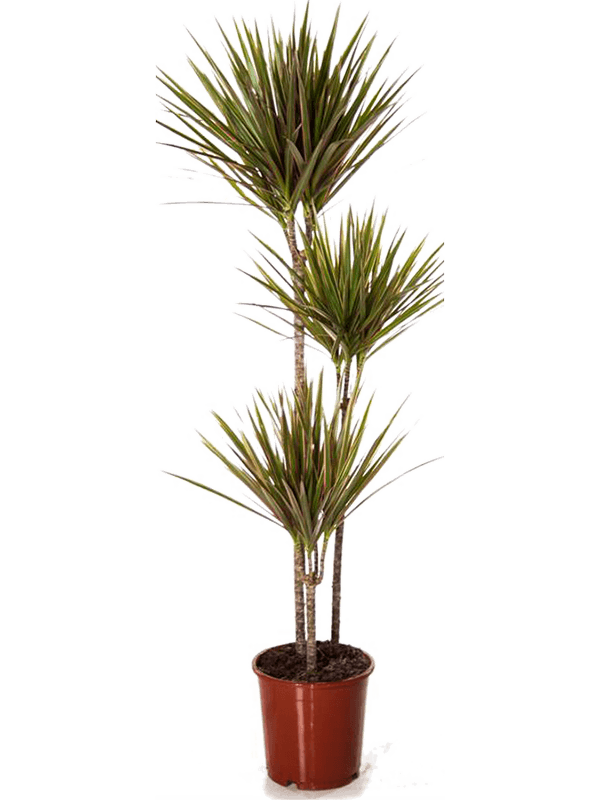 Dracaena marginata 'Bicolor' W30 H150 cm