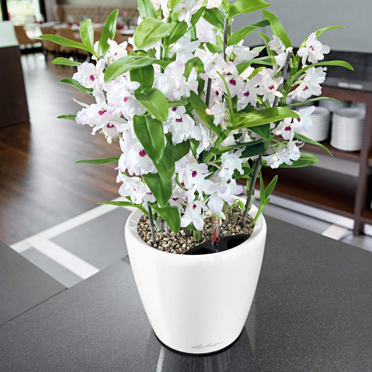 LECHUZA CLASSICO LS Round Poly Resin Self-watering Planter