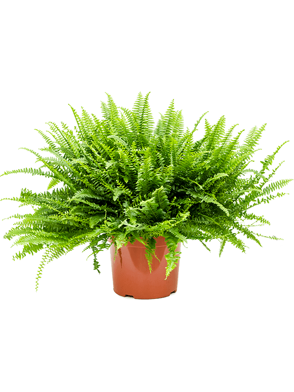 Cheerful Boston Fern Nephrolepis green lady Indoor House Plants