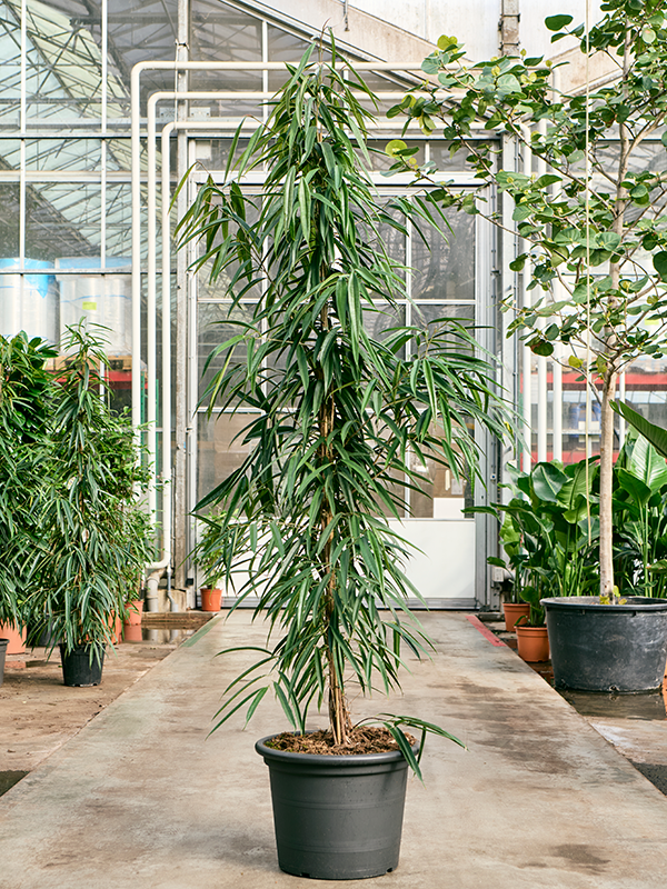 Lush Fig Tree Ficus binnendijkii 'Alii' Indoor House Plants