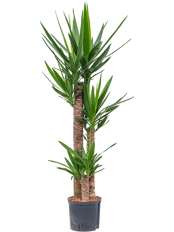Insta-friendly Spineless Yucca elephantipes Tall Indoor House Plants Trees