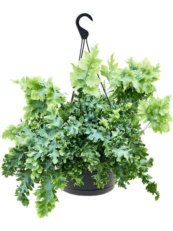 Easy-Care Blue Star Fern Phlebodium aureum 'Davana' Indoor House Plants
