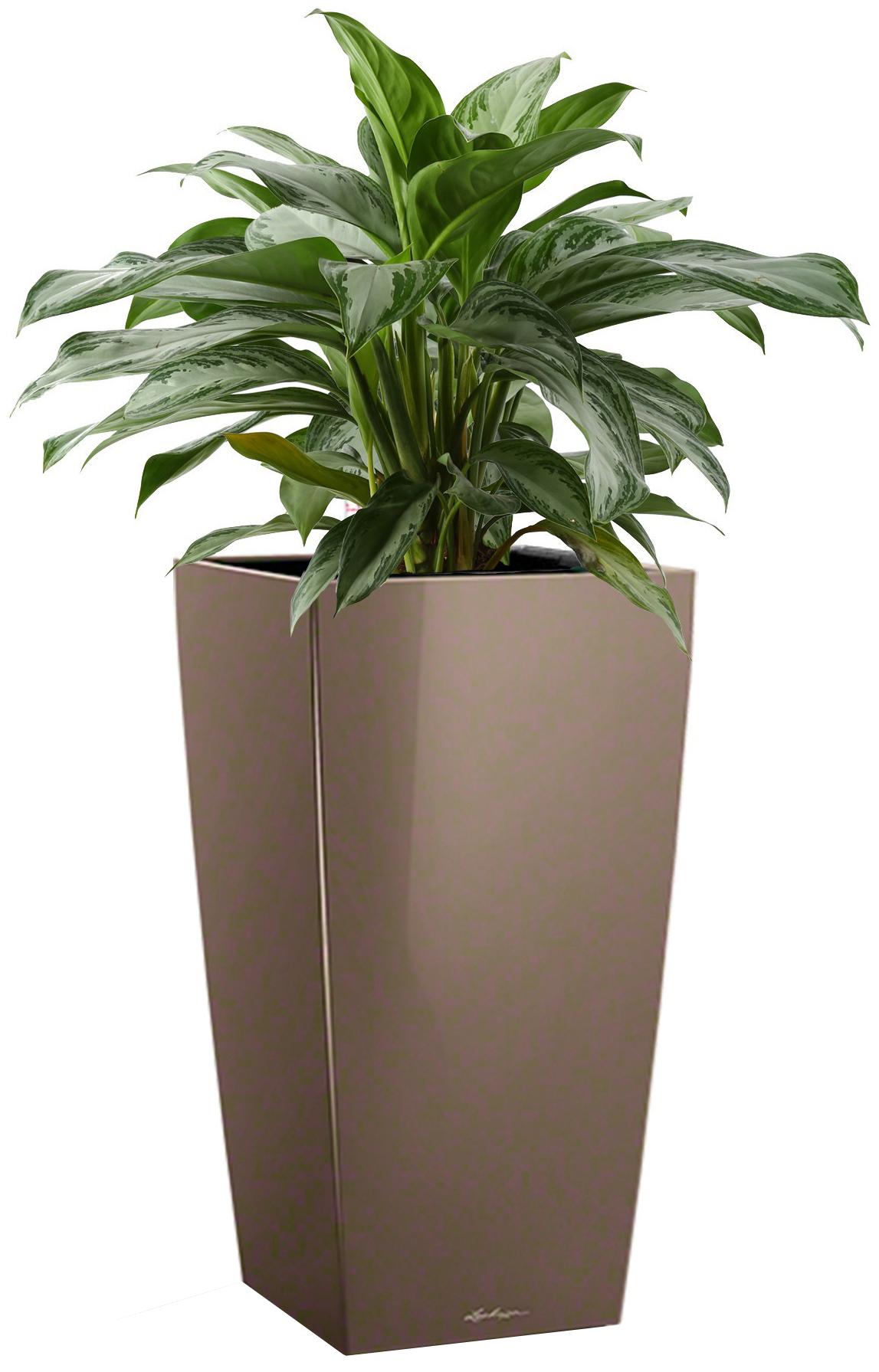 Aglaonema Silver Bay in LECHUZA CUBICO Self-watering Planter, Total Height 85 cm