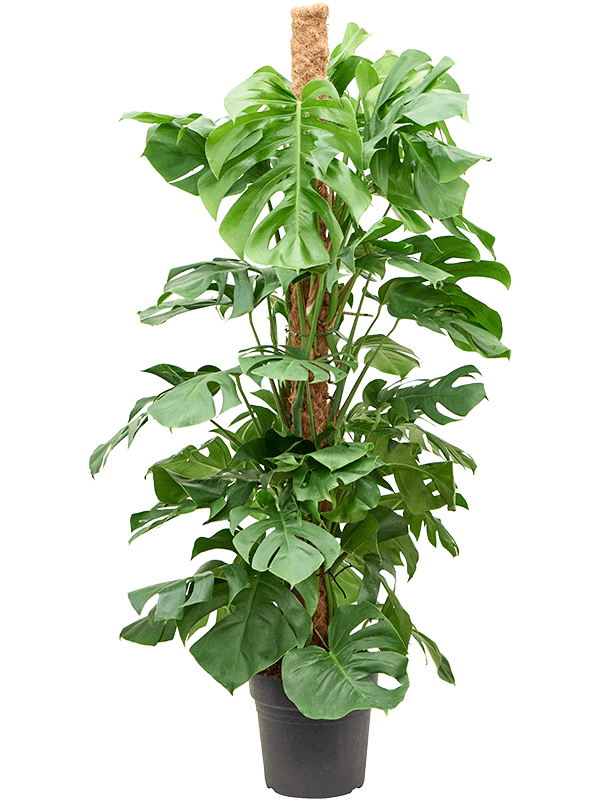 Shade-loving Swiss Cheese Plant Monstera deliciosa Indoor House Plants