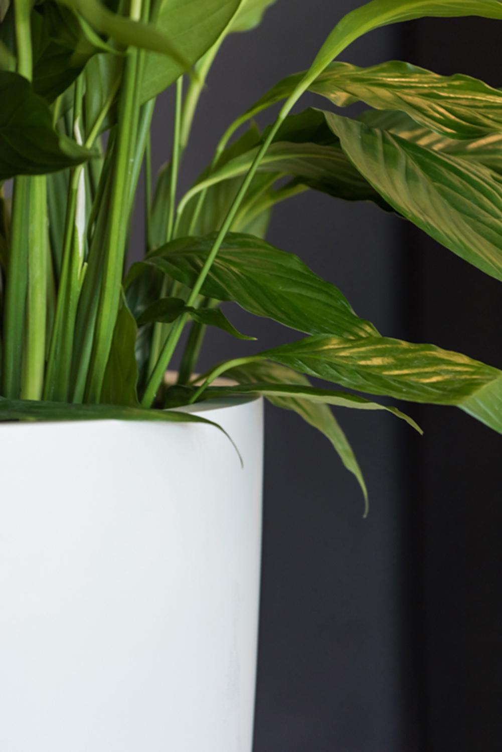 Fibrestone Ben Tall Planter by Idealist Premium