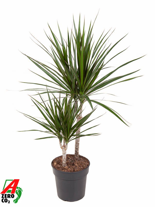 Showy Madagascar Dragon Tree Dracaena marginata Tall Indoor House Plants Trees