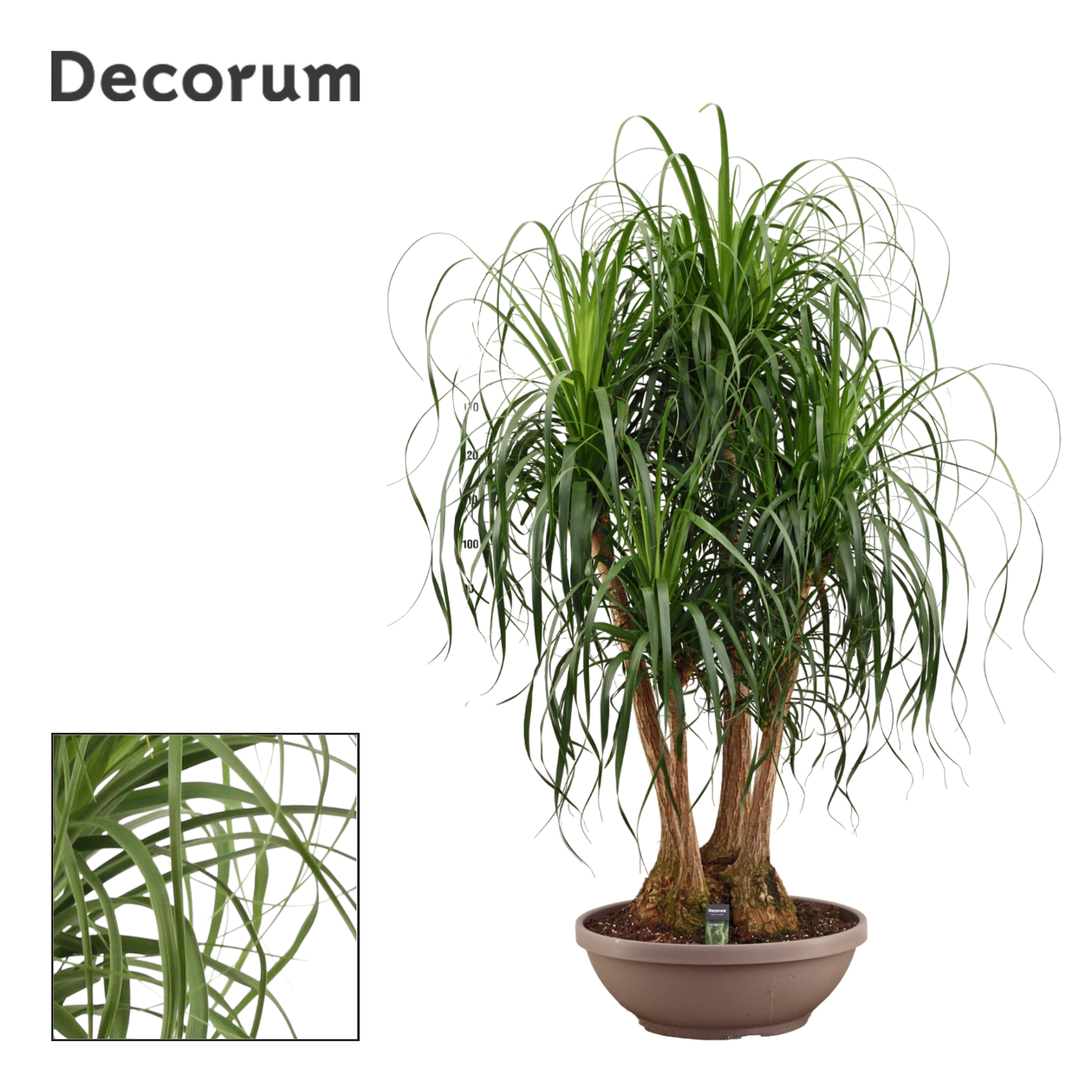 Beaucarnea