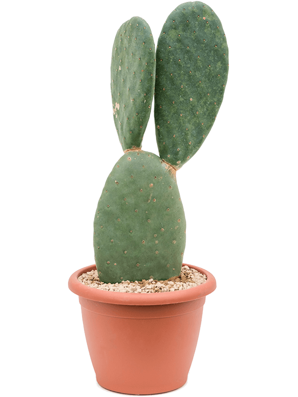 Easy-Care Spineless Prickly Pear Cactus Opuntia titania Indoor House Plants