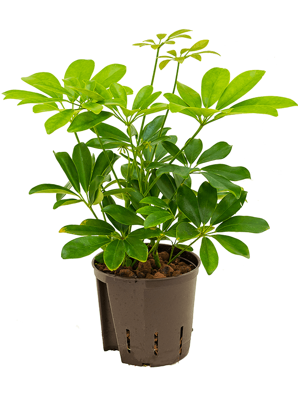 Easy-Care Umbrella Tree Schefflera arboricola 'Compacta' Tall Indoor House Plants Trees