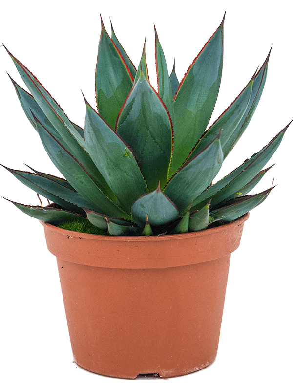 Photogenic Blue Glow Agave 'Shaka Zulu' Indoor House Plants