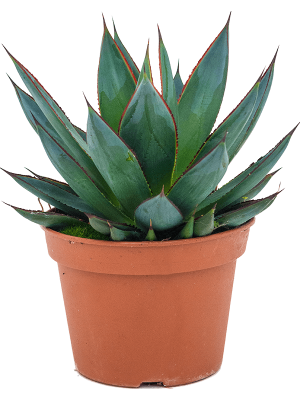 Photogenic Blue Glow Agave 'Shaka Zulu' Indoor House Plants
