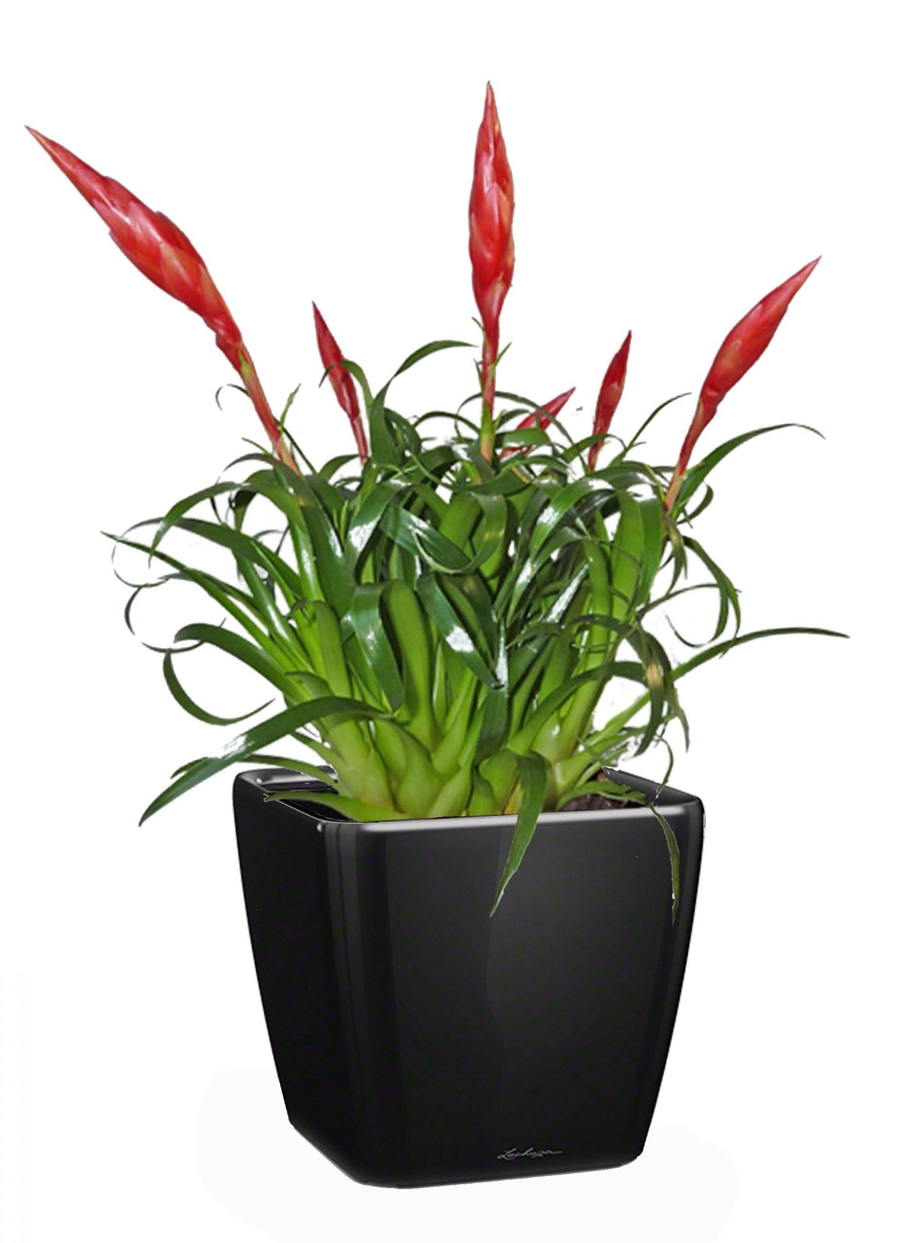 Blooming Scarlet Vriesea in LECHUZA QUADRO LS Self-watering Planter, Total Height 50 cm