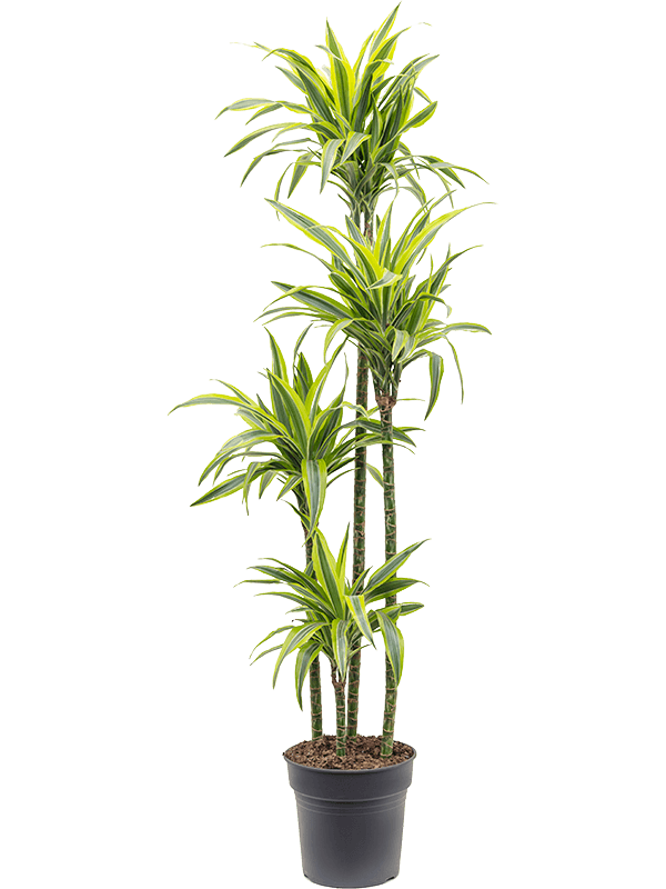 Colorful Corn Plant Dracaena fragrans 'Lemon Lime' Tall Indoor House Plants Trees