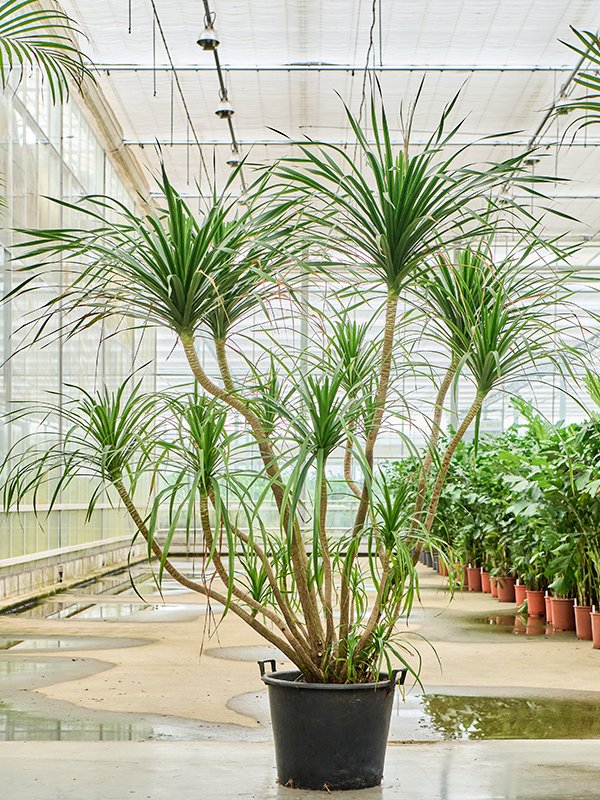 Easy-Care Dragon Tree Dracaena draco 'Compact' Tall Indoor House Plants Trees