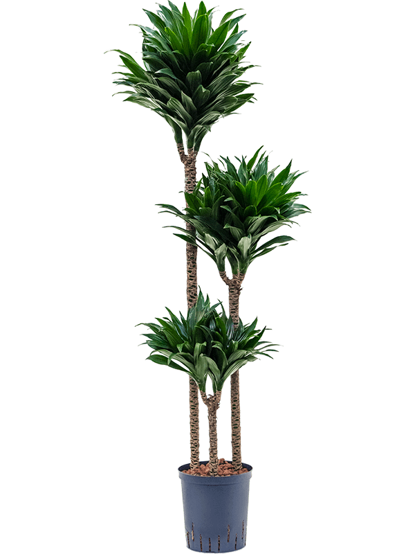 Easy-Care Corn Plant Dracaena fragrans 'Compacta' Indoor House Plants