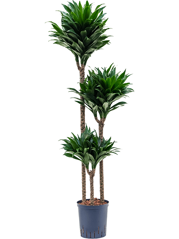 Easy-Care Corn Plant Dracaena fragrans 'Compacta' Indoor House Plants