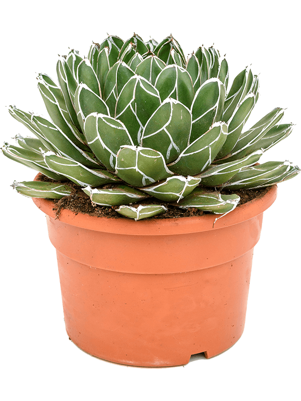 Cute Royal Agave victoriae-reginae Indoor House Plants
