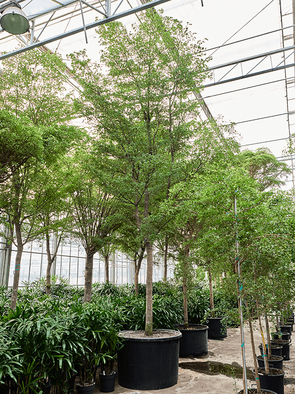 Tropical Black Olive Tree Bucida buceras 'Shady Lady' (800-900)
