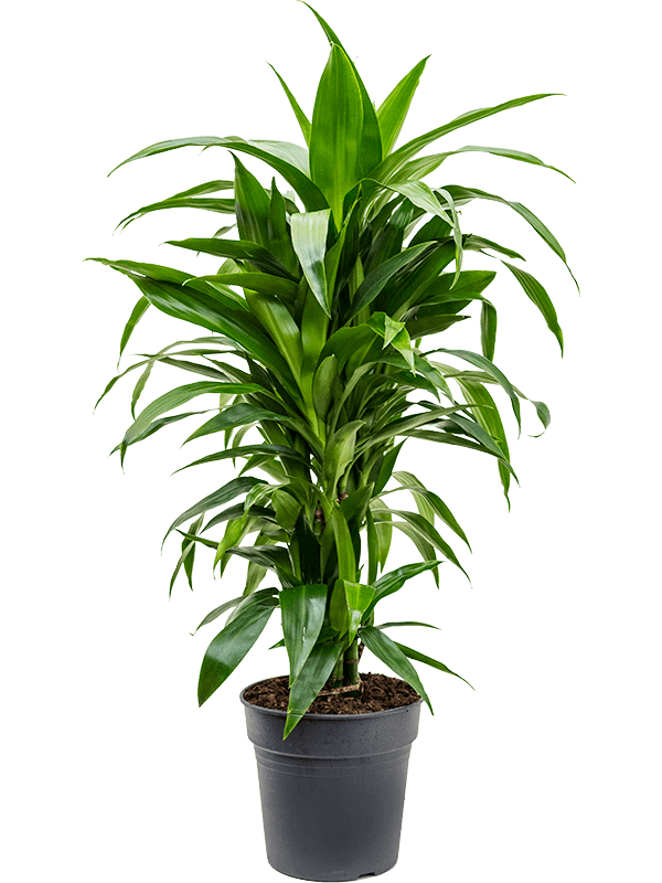 Impressive Corn Plant Dracaena fragrans 'Janet Craig' Tall Indoor House Plants Trees
