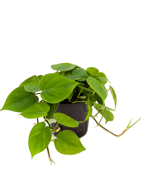 Lush Heart-Leaf Philodendron scandens Indoor House Plants