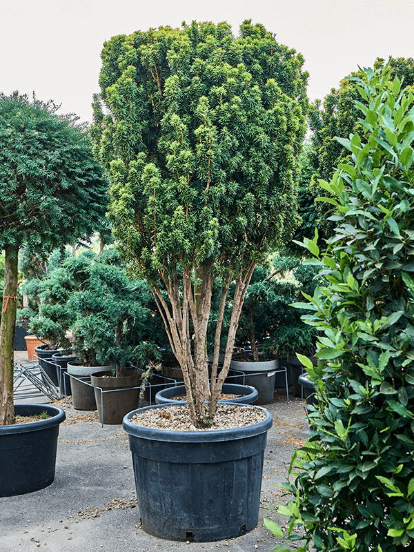 Photogenic English Yew Taxus baccata 'Fastigiata David' Outdoor Plants