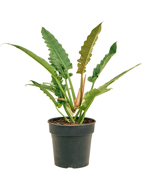 Lush Heart-Leaf Philodendron 'Narrow' Indoor House Plants