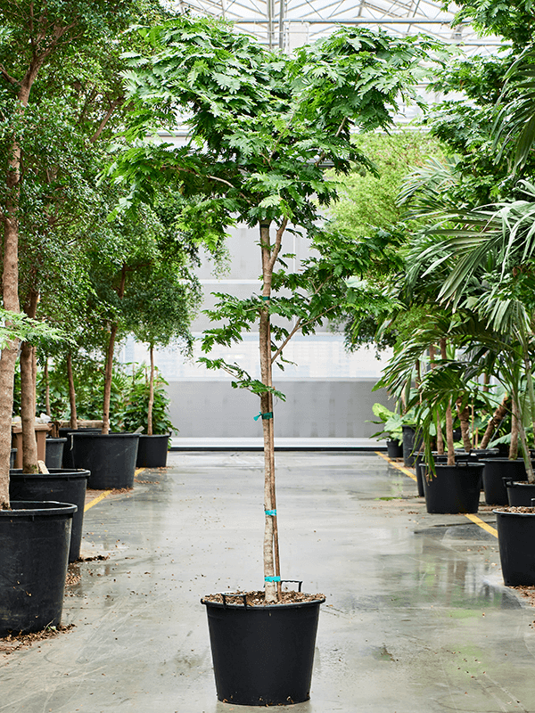 Lush Verawood Bulnesia arborea Tall Indoor House Plants Trees