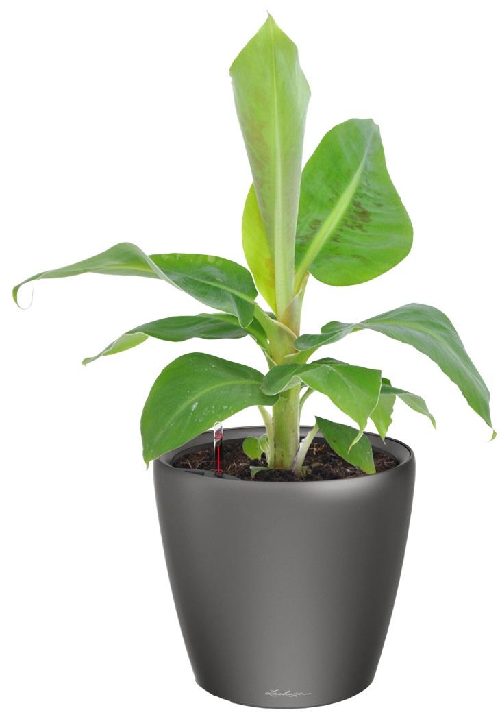 Banana Tree in LECHUZA CLASSICO LS Self-watering Planter, Total Height 50 cm