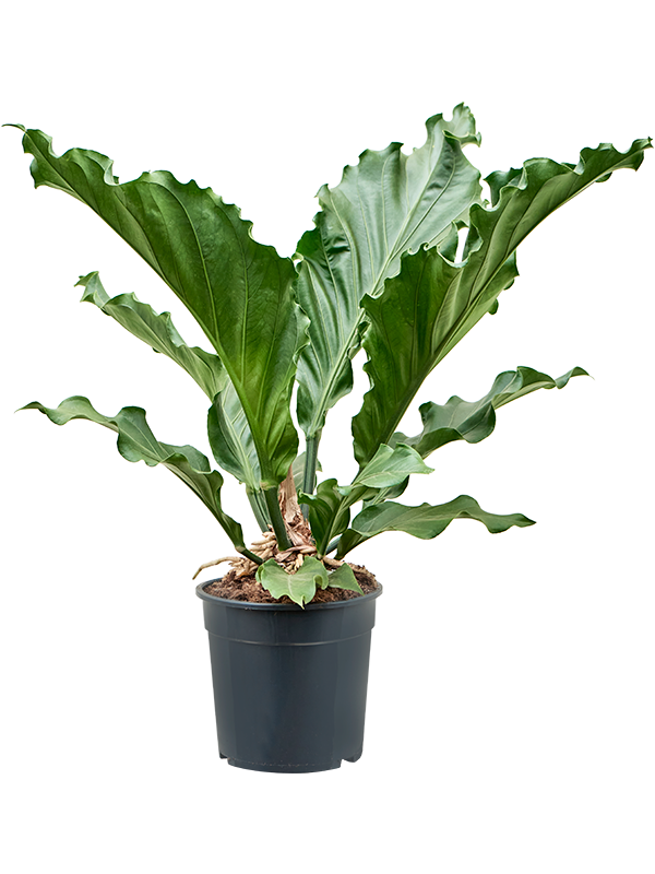 Anthurium 'Birdnest'