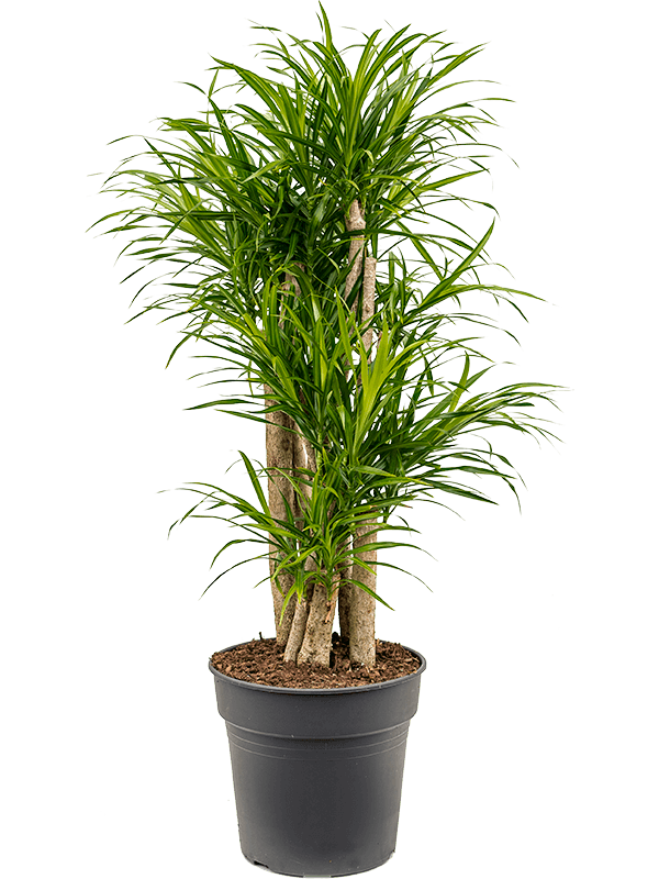 Graceful Dragon Tree Pleomele (Dracaena) 'Anita Variegata' Tall Indoor House Plants Trees