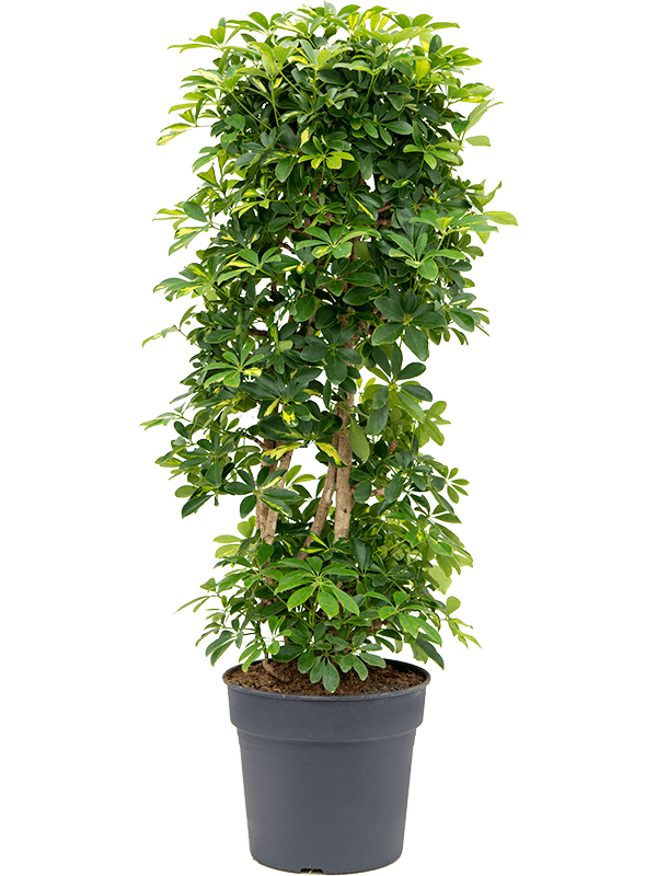 Delicate Umbrella Tree Schefflera arboricola 'Gold Capella' Indoor House Plants