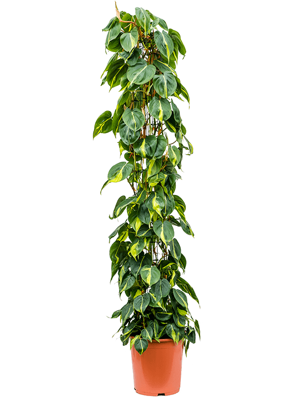 Lush Heart-Leaf Philodendron scandens 'Brasil' Indoor House Plants