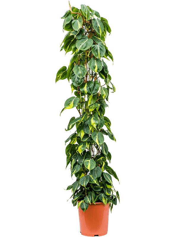 Lush Heart-Leaf Philodendron scandens 'Brasil' Indoor House Plants