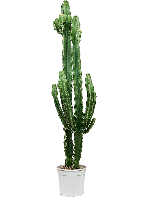 Impressive African Milk Tree Euphorbia erytrea Indoor House Plants