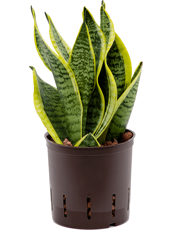 Easy-Care Snake Plant Sansevieria trifasciata 'Futura Superba' Indoor House Plants