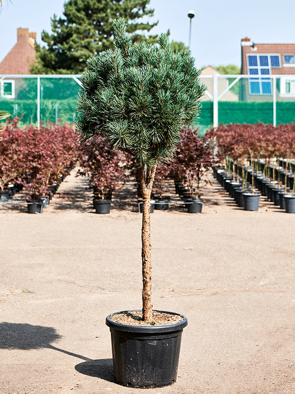 Showy Scots Pine Pinus sylvestris 'Glauca' (170-190) Outdoor Plants