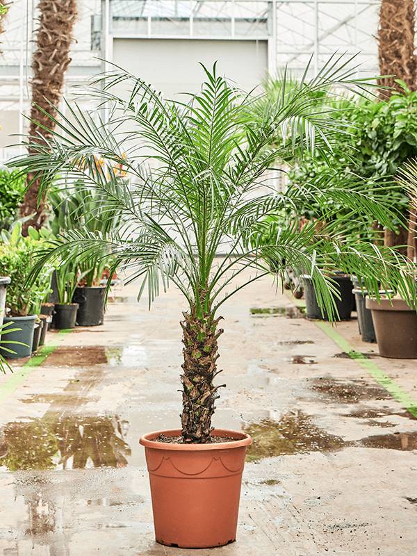 money tree aurora Pachira aquatica 'Money Tree'