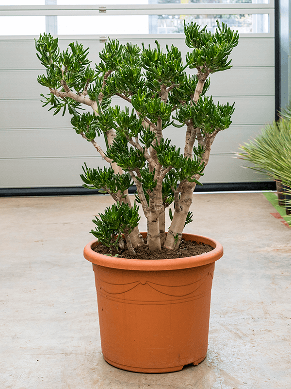 Easy-Care Jade Plant Crassula ovata 'Horntree' Indoor House Plants